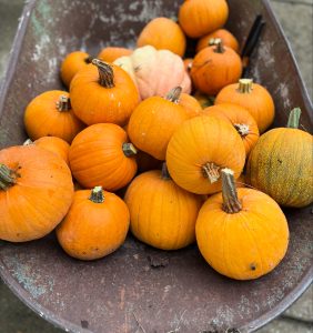 pumpkins 2025
